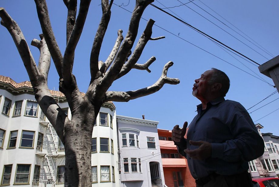 man regarding pruned tree