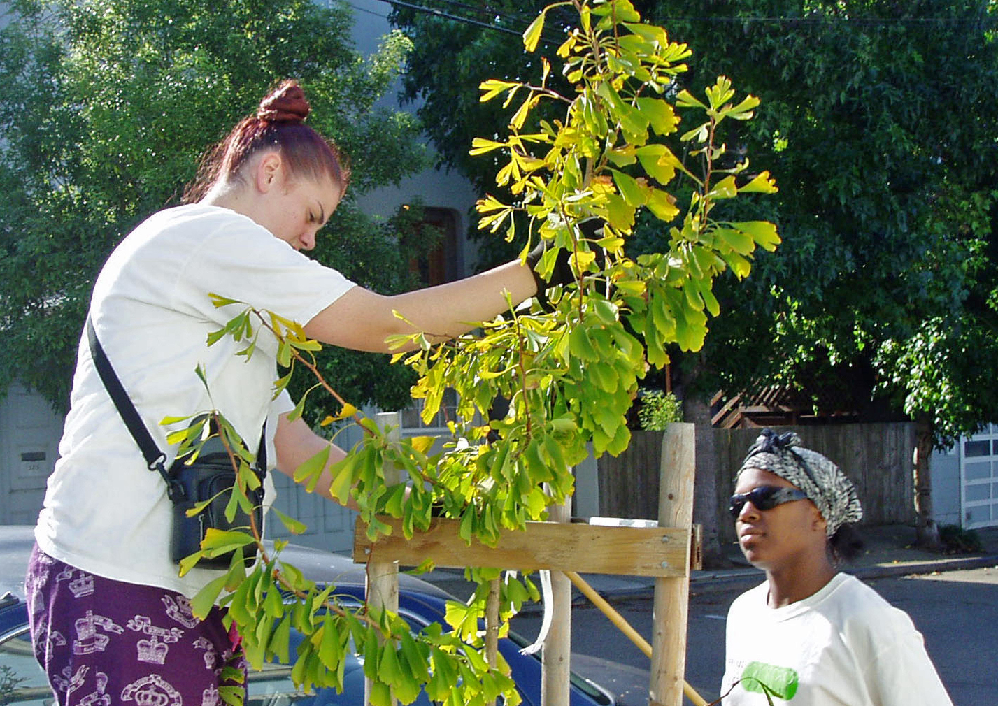 two people tend to a young street tree