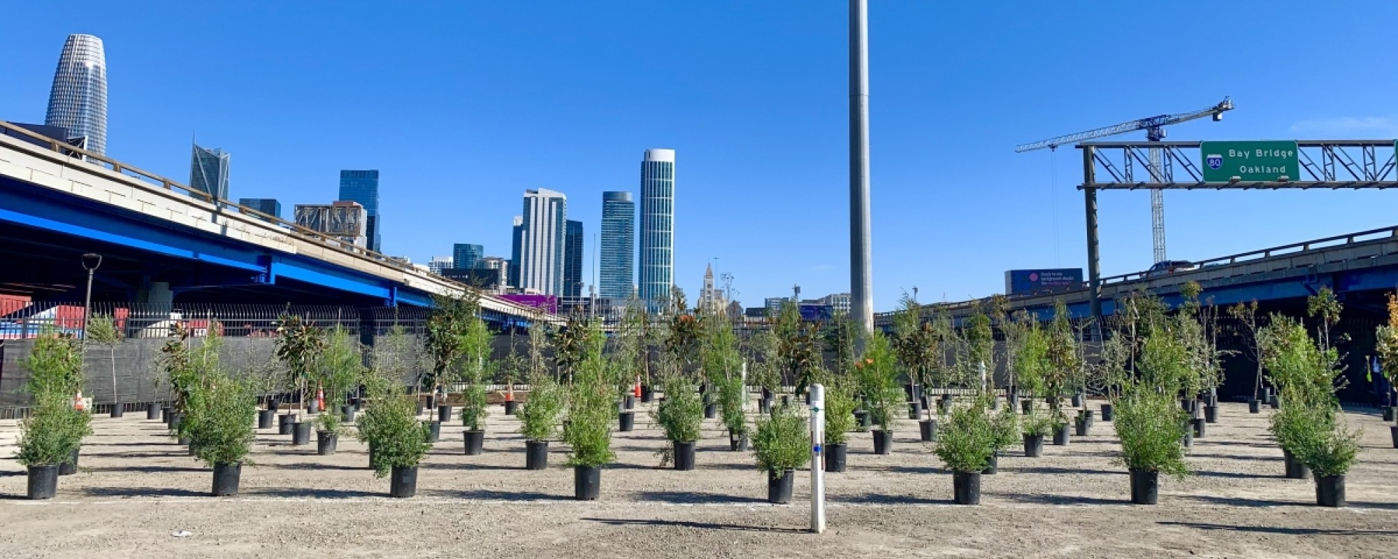 tree rows