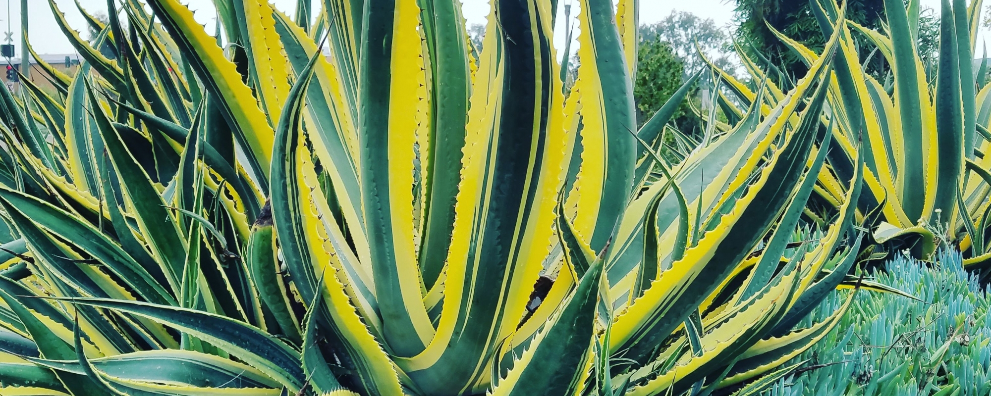 beautiful plant near the Bayview Gateway